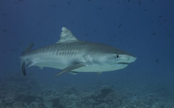 The tigers have excellent sense of smell and sight. Some native Hawaiians think their eyeballs have the power to look into the future.