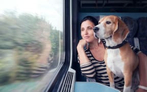 Dogs will now be able to ride on Wellington's public transport, but unlike this pooch they will have to be in a container (file photo).