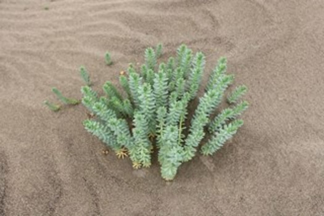 Sap from the succulent can cause temporary blindness if it gets in the eyes.