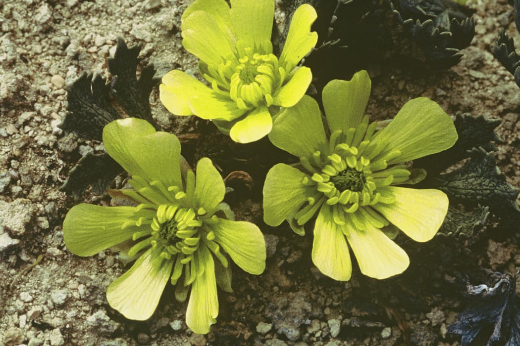 Castle Hill buttercup