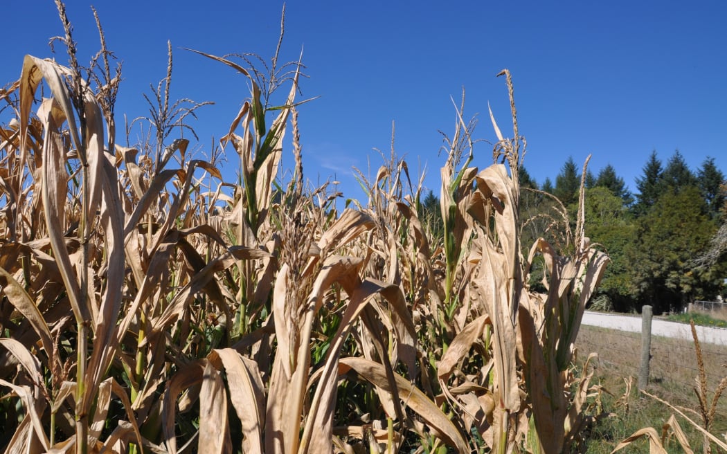 A_frostbitten_maize_crop_in_the_Tutaki_Valley