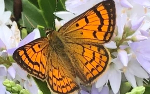 Copper butterfly at Balmoral Heights Park, Mt Eden, Auckland.