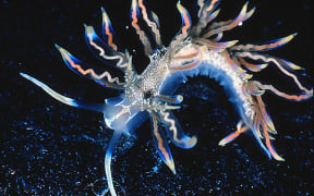 A beautiful Japanese sea slug - Phyllodesmium acanthorhinum - that comes in shades of blue, red and gold.