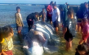 Mangaia residents inspect a dead baby whale that washed up on the harbour on 11 August 2023.