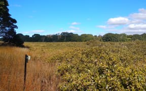 Salt marsh rush and mangrove habitats