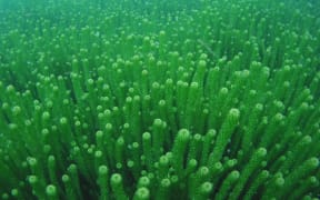 Lagarosiphon has been found in large quantities at Lakes Waitaki and Aviemore in South Canterbury.