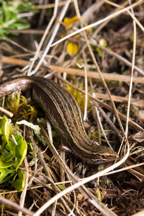 A skink found on Wick Mountain, Fiordland National Park