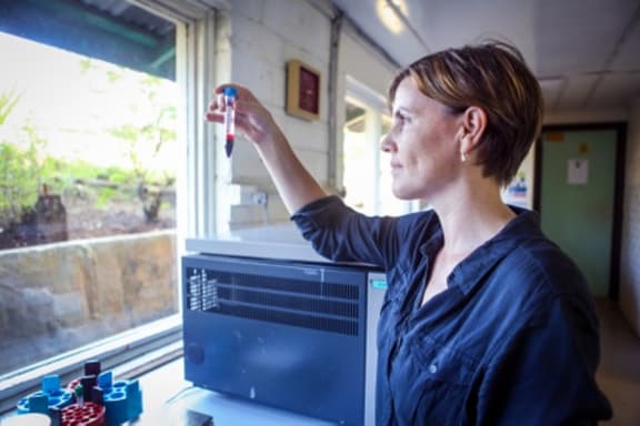 Dr Leanne Robinson with a blood sample in the Papua New Guinea Institute of Medical Research laboratory in Madang, Papua New Guinea.