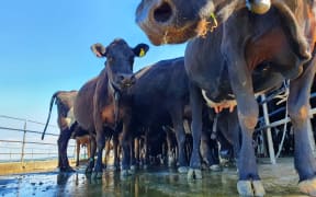 A dairy herd wearing electronic collars, which guide the cows around the farm, lines up for milking