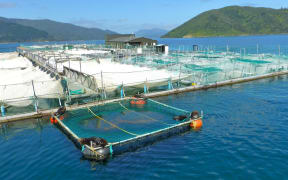 One of King Salmon's farms in Tory Strait.