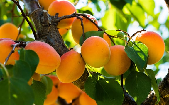 Apricots on the tree