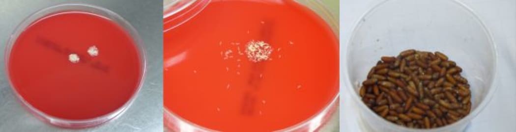 Photos frrom left to right of surface sterilised fly eggs on blood agar plate; newly emerged larvae on blood agar plate; and pupae.