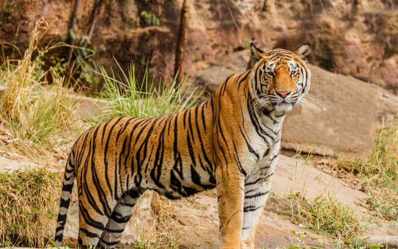 Man dies after entering tiger enclosure at British zoo | RNZ