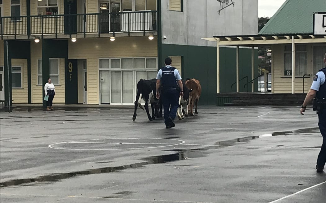 Police round up the herd.