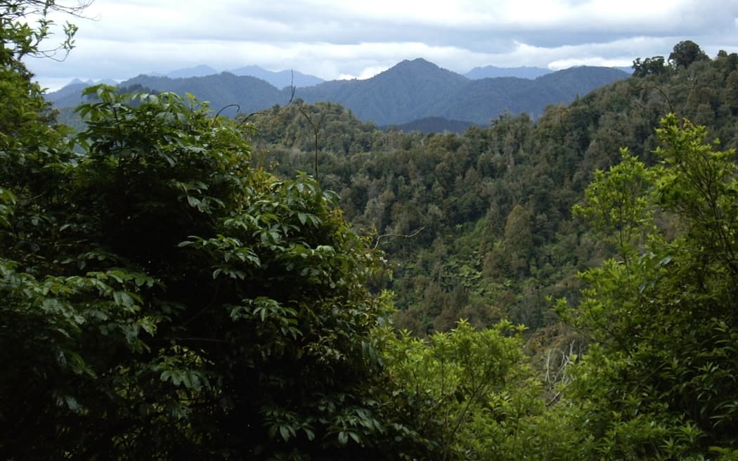 Deep In Te Urewera National Park, looking towards East Cape