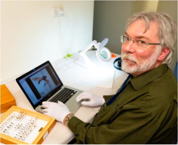 Fly expert on his discovery of a new indigenous fly species | RNZ