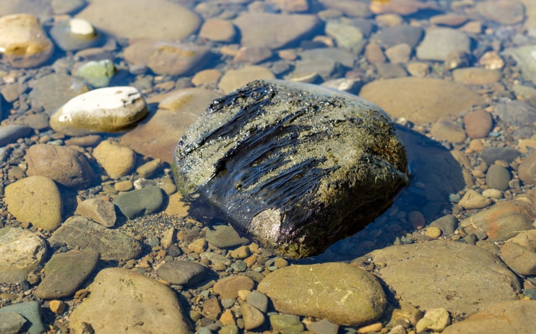 High levels of toxic algae have been detected in Wairarapa and Hutt Valley rivers.