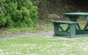 Otago town struggling under rabbit plague