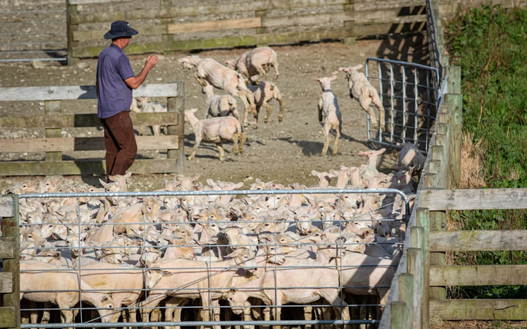 Sheep in the yards at shearing time