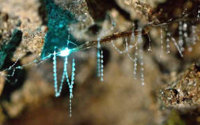 New Zealand glow worm