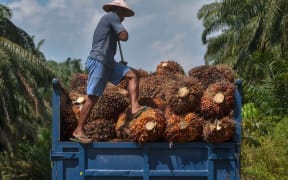 This picture taken in Kampar on August 18, 2018 shows a palm oil farmer loading palm oil seeds onto a truck in Kampar, Riau province.