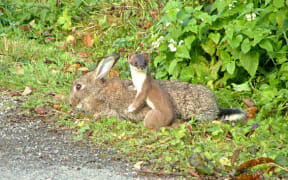 Rabbits are the main diet of stoats like this one, but they also do significant damage to native species.