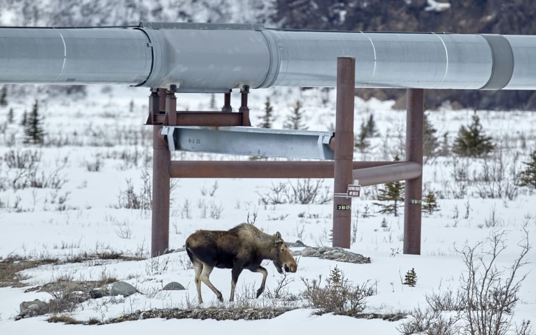 A moose near the Trans Alaska Pipeline System along the Richardson Highway, Alaska.
