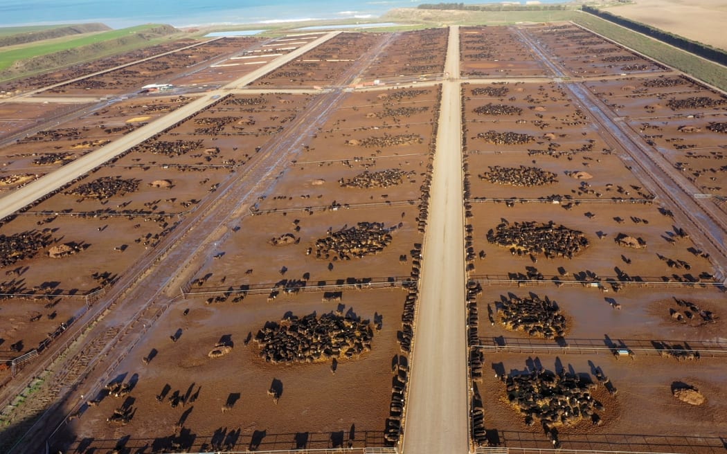 An environmentalist has slammed the ANZCO-owned Five Star Beef feedlot.