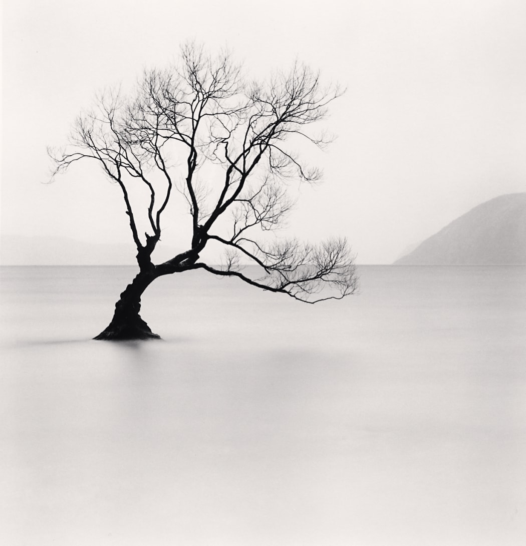 Wanaka Lake Tree, Study 1, Otago, New Zealand. 2013