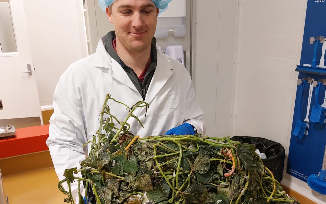 Jolin Morel, Senior Research Scientist- Food Processing Technology, Biotechnologies Group, Callaghan Innovation and kūmara vines.