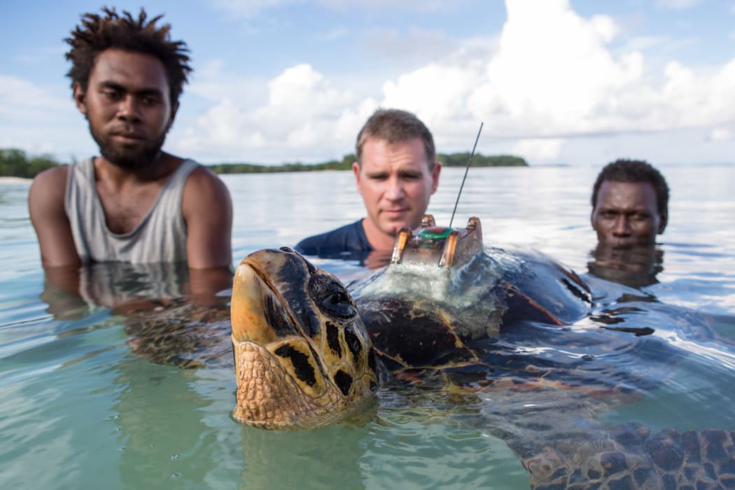 Conservation officers and conservancy scientists release a tagged hawksbill turtle.