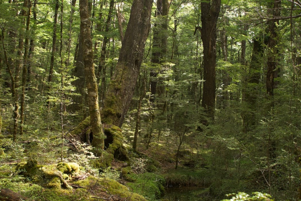 Southern beech forest in North Canterbury.