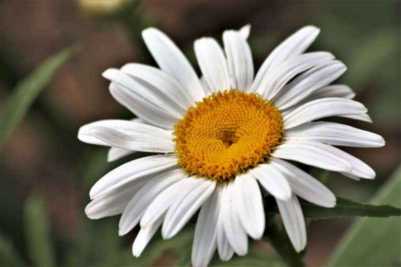 Shasta daisy.