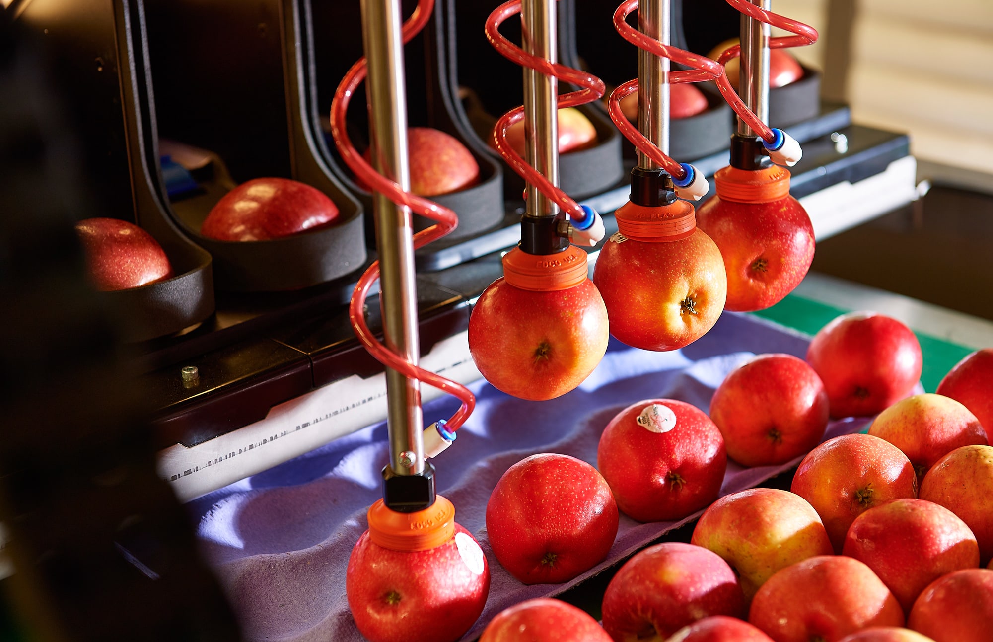 Robotics Plus was commercially releasing robotic apple packers later this month, both here and overseas.