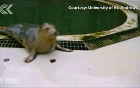 Revealed The dulcet tones of  grey seals