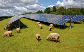 solar panels with grazing sheep