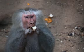A baboon snacks on a banana - no radio cables available. (File photograph.)