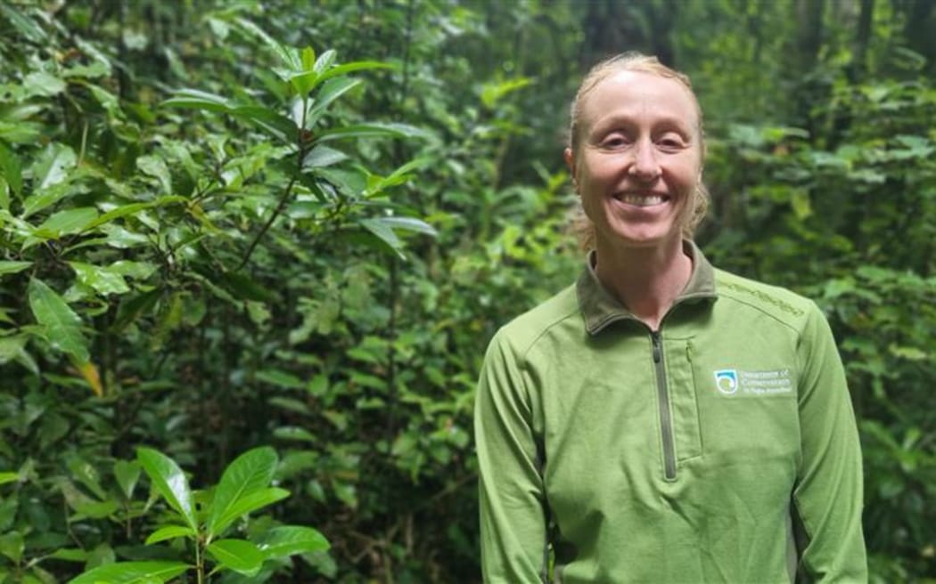 DOC's Amanda Haigh walks a weta into the release point.