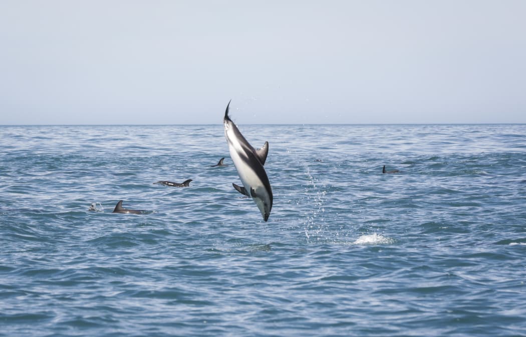 Swimming with dolphins with Encounter Kaikoura