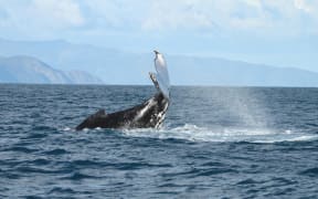 Researchers are heartened by a record number of whales counted in Cook Strait in 2015.