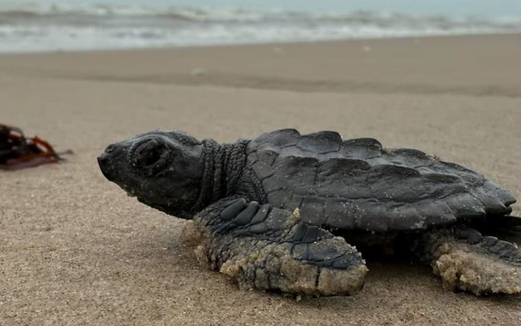 Recently hatched endangered turtle on Bagdad beach, Tamaulipas, Mexico, on 20 June 2025.
