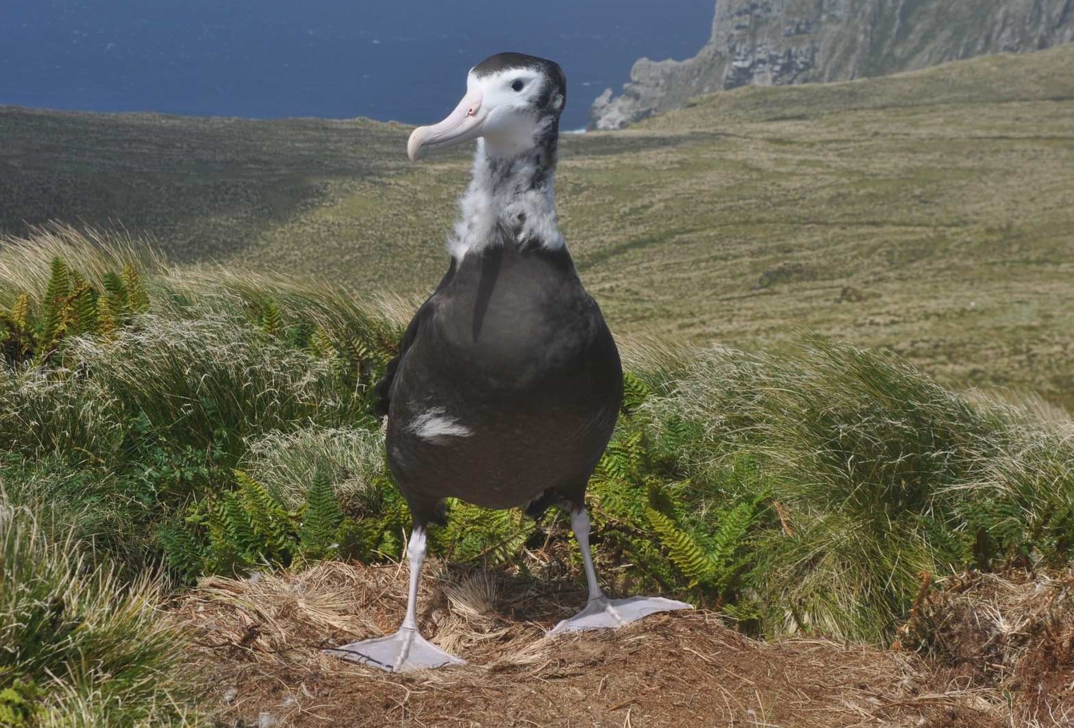 A Antipodean wandering albatross chick