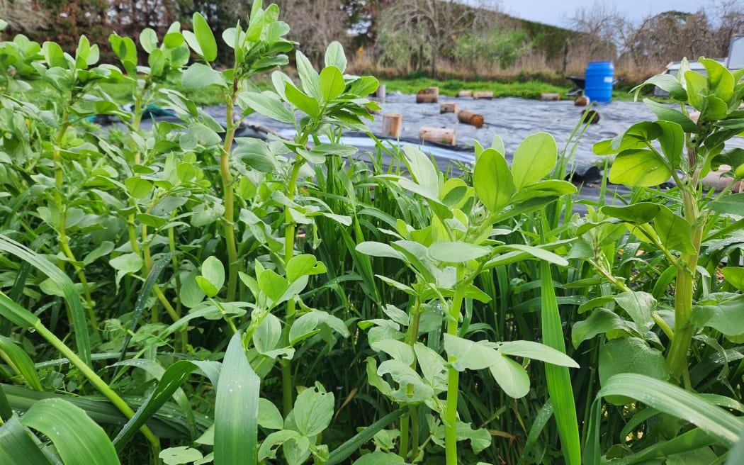 A cover crop and tarp prepare the ground for spring planting at the Crooked Vege farm near Ōtaki