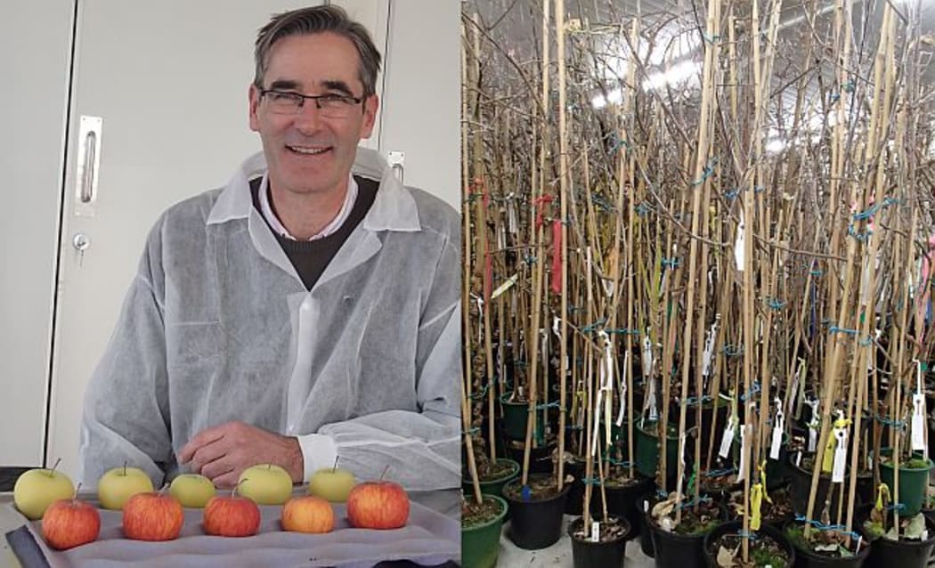 Richard Espley with a range of apples that have different co loured skin and flesh. The apple trees, at right, are some of the genetically modified trees, being kept in a chiller for a few weeks to expose them to the cool 'winter' conditions that initiate flower production.