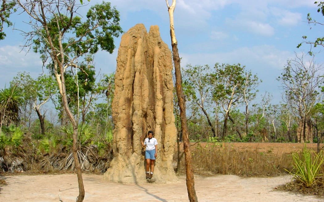The 'magnetic' termite mounds, like the Cathedral mound in Lichfield, point north.