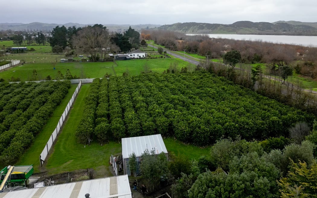 Wairoa's limery business