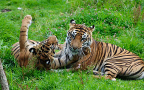 Sumatran tiger cub Cahya, seen here with mother Zayana, has turned one, and Auckland Zoo says she is becoming more independent and sassy.