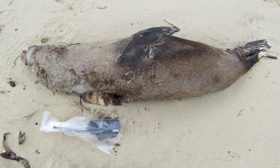 The adult male fur seal is the third to be killed this year.