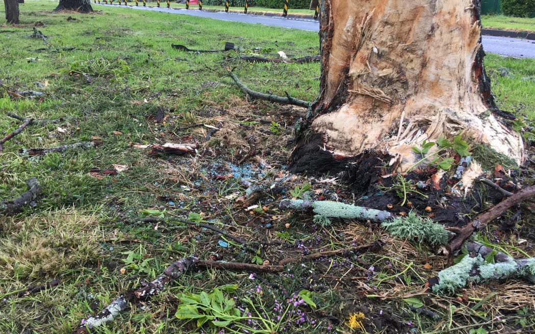 Broken grass litters the base of the tree
