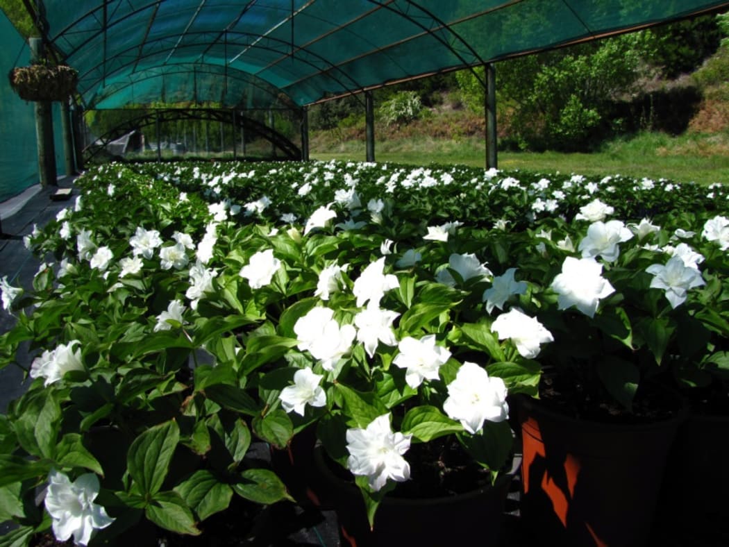 Trillium grandiflorum Flore Pleno